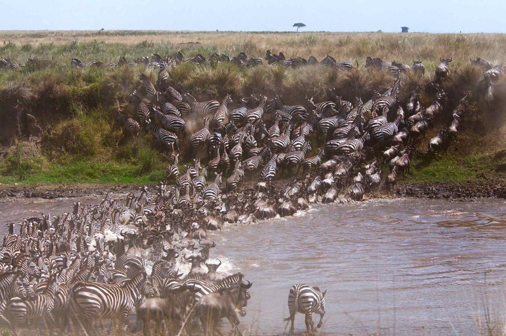 Grande migrazione a Masai Mara