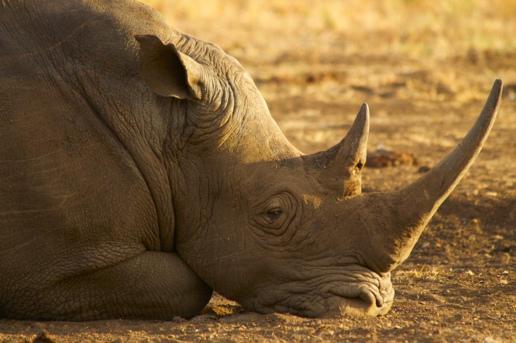 Rinoceronte al Parco di Meru, Kenya