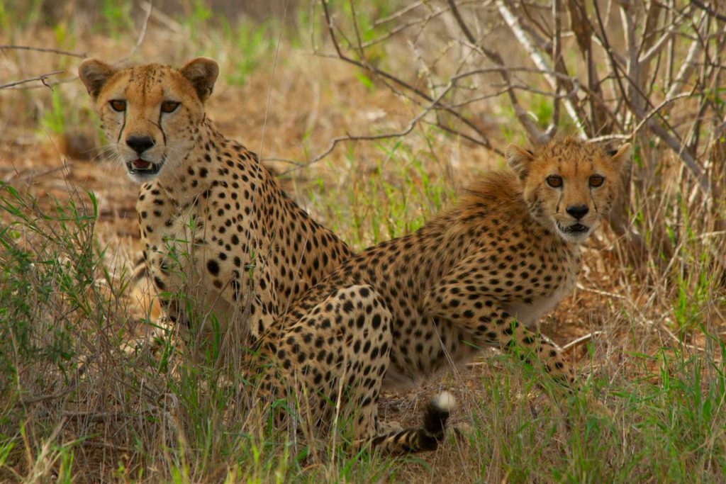 Destinazioni e parchi per safari in Kenya con guida italiana