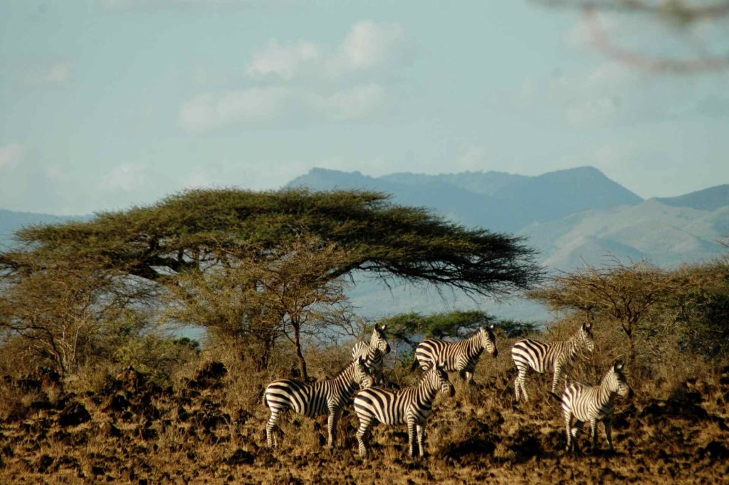 Safari a Tsavo Ovest