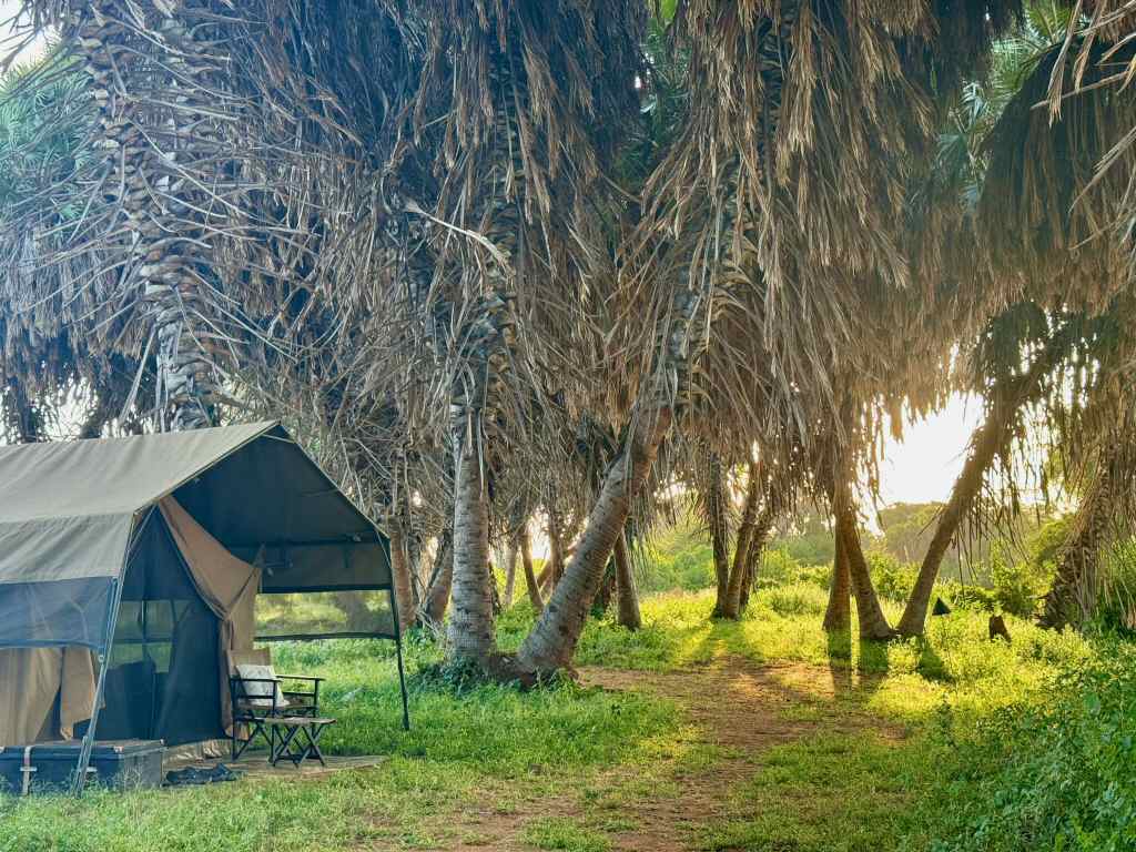 Safari privato in Kenya