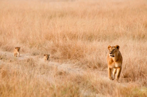 masai-mara-safari-kenya-06