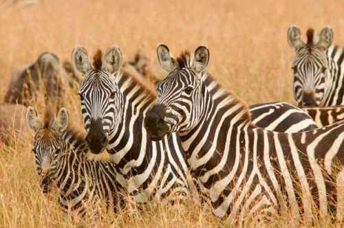 masai-mara-safari-kenya-08