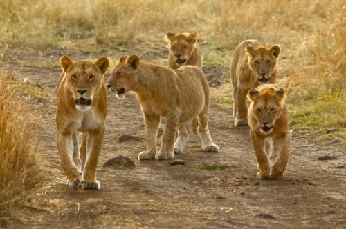 masai-mara-safari-kenya-09