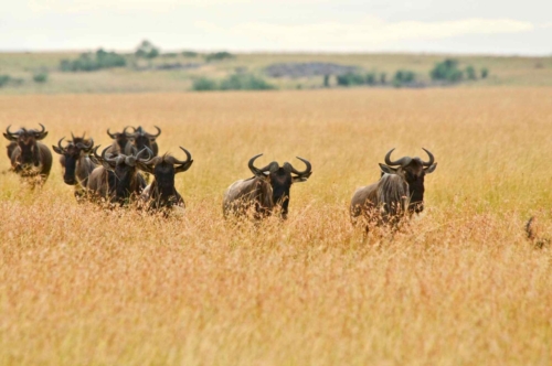 masai-mara-safari-kenya-10