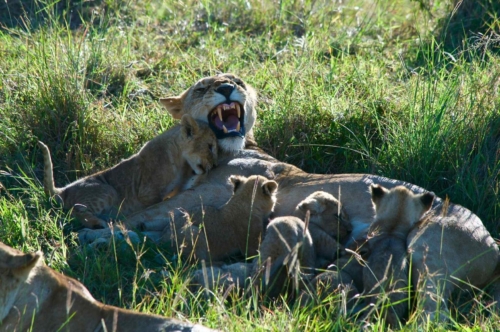 masai-mara-safari-kenya-15
