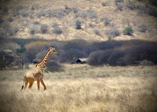 13-bush-camp-safari-kenya