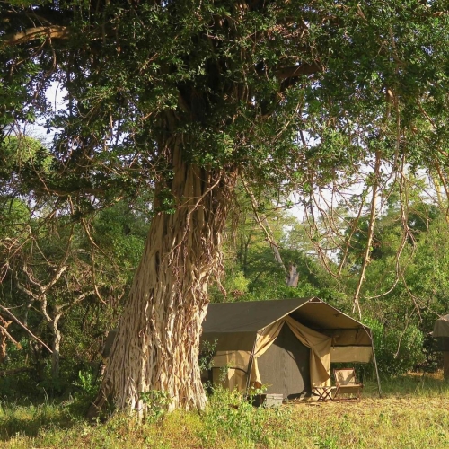 safari-kenya-bush-camp-41