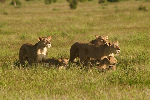 tsavo-est-safari-kenya-27